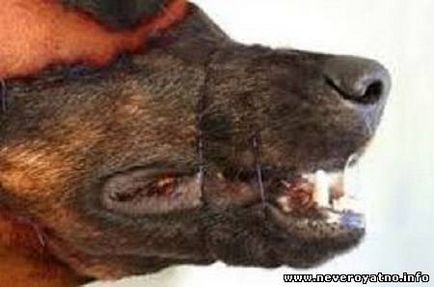 Brazilianul și-a cusut față în față o față de câine (18) - la data de 22 iunie 2013