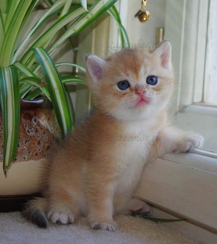 Brit rövidszőrű macskák idill idill - óvodai brit macska ritka színek