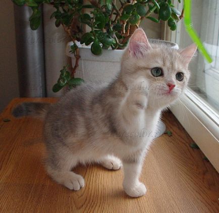 Pisici britanice cu pisici idilice cu pisici cu păr scurt, catelus de pisici britanice de culori rare
