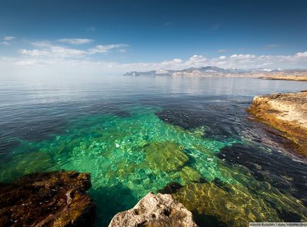 Cape kapsel în bibanul de Crișă