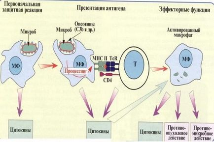 Людина без селезінки, ч