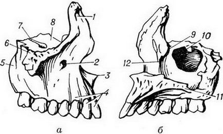 Cladiri inferioare ale structurii inferioare