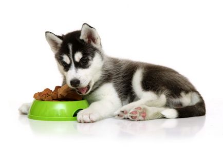 Ce să hrănești catelul husky în 1, 2, 3, 4 luni la domiciliu
