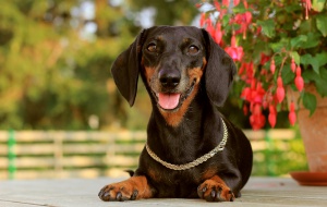 Ce să hrăniți Toy Terrier