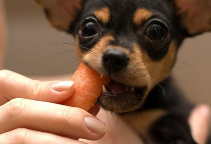 Ce să hrăniți Toy Terrier