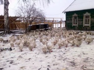 Чим годують гусей в домашніх умовах взимку і влітку відео