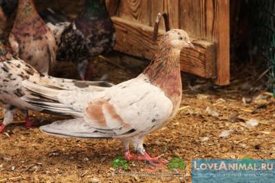 Чим харчуються голуби і як годувати птахів в домашньому господарстві