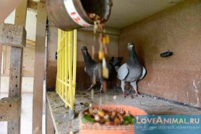 A galambok etetése, hogyan kell etetni a madarakat a háztartásban