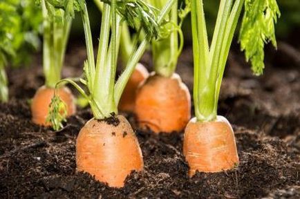 Чим підгодувати морквину, вирости сад!