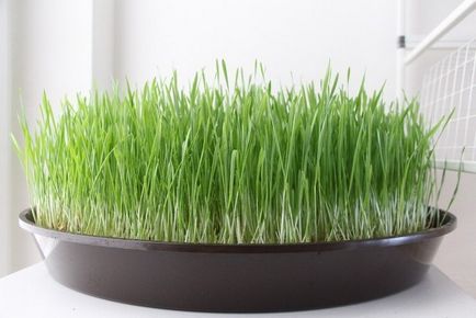 Cât de utilă este grâul și cum să-l germineze