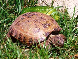 O țestoasă de stepă, sau Asia Centrală, sau rusă sau afgană, sau țestoasa din Horsfield