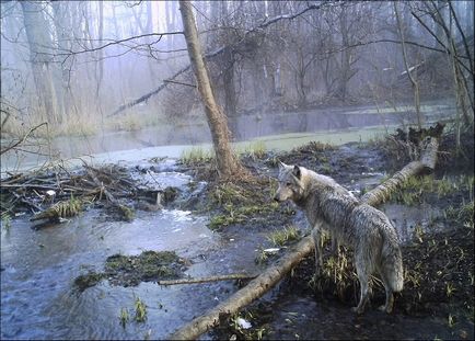 Cernobîl 30 de ani mai târziu 23 de fotografii din orașul-fantomă Pripyat, prins în zona de excludere