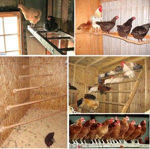 coop tervezeteket 20 csirkék leírás, mérete és elhelyezkedése, az építőiparban a téli tyúkól kezük