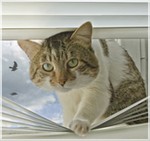 Що робити, якщо кіт впав з великої висоти - ветеринарія - корисні статті - притулок для бездомних