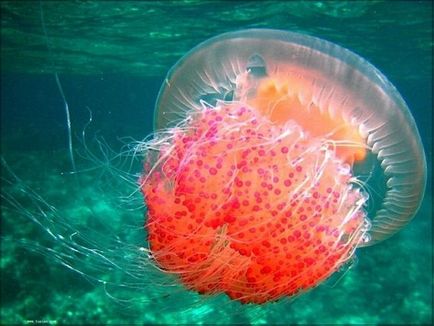 Ce să faceți dacă sunteți mușcați de o meduze