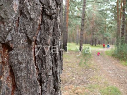 Ce să fac dacă mă pierd într-o pădure într-un loc necunoscut