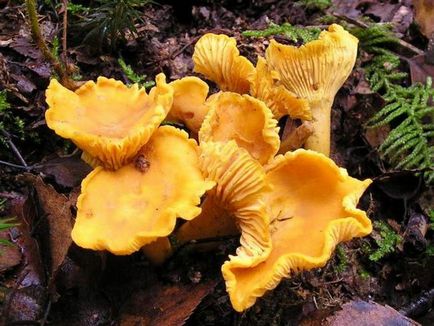 Ce sa faci cu ciupercile de chanterelles simple retete de gatit