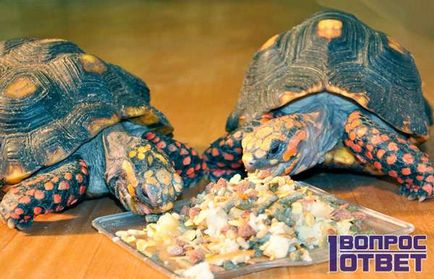 Ceea ce mănâncă broaștele țestoase la domiciliu, care este inclus în revizuirea dietă a hranei populare