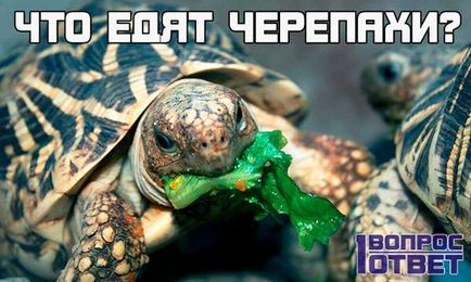 Ceea ce mănâncă broaștele țestoase la domiciliu, care este inclus în revizuirea dietă a hranei populare