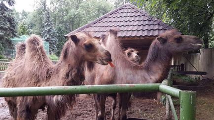 Ceea ce mănâncă cămilele în grădina zoologică din Elveția, Novgorodul inferior