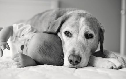 Ce este mai bine un copil sau un câine, un portal de divertisment