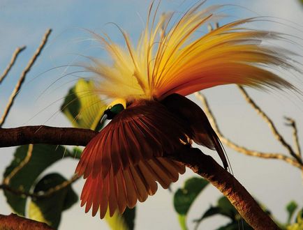 Mit tudunk a madarak paradicsoma