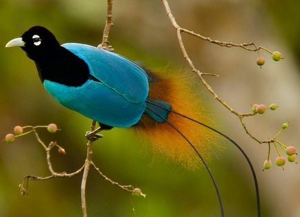 Ce știm despre păsările de paradis