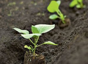 Ceea ce este necesar pentru a cultiva vinete din semințele casei a avut succes