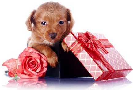 Що подарувати собаці на день народження