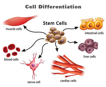 Mi a sejtek differenciálódását (ami képes megkülönböztetni) Mi a sejtek differenciálódását