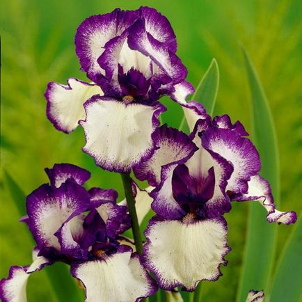 Care este rădăcina violetă a celor mai cunoscute tipuri de descriere a irisului cu fotografie