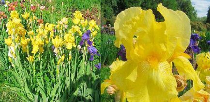 Care este rădăcina violetă a celor mai cunoscute tipuri de descriere a irisului cu fotografie