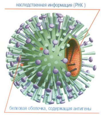 Що таке грип і як з ним боротися, чітамед - медичний сайт для лікарів і пацієнтів