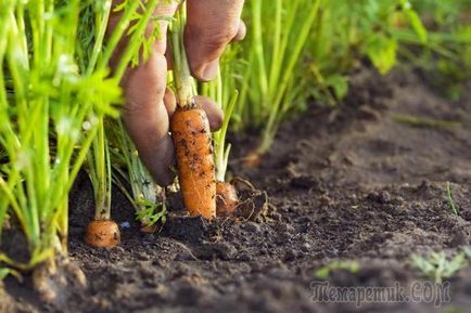 Ce morcovi sunt necesare atunci când cresc în aer liber
