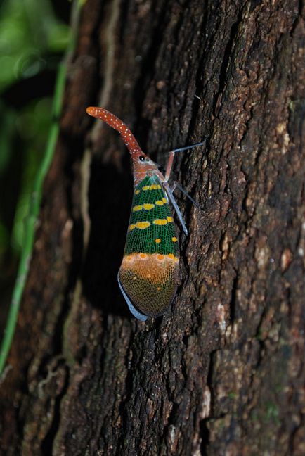 Cicadas - fapte interesante despre cicadele, cicadele ca mâncarea