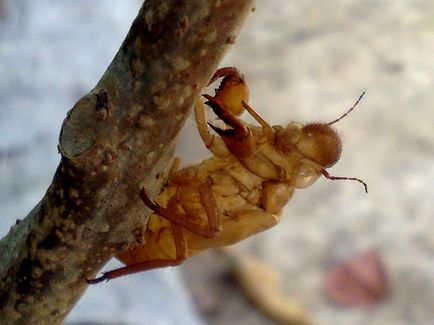 Cicadas - fapte interesante despre cicadele, cicadele ca mâncarea