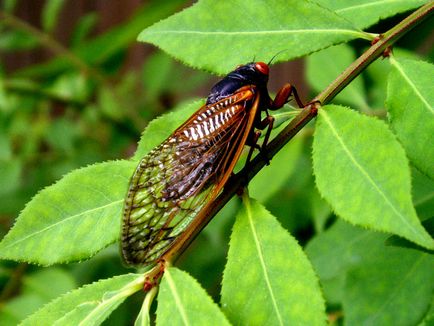 Cicadas - fapte interesante despre cicadele, cicadele ca mâncarea