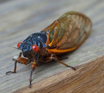 Cicadas - fapte interesante despre cicadele, cicadele ca mâncarea