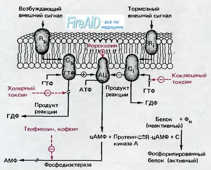 Циклічний аденозинмонофосфат, цАМФ