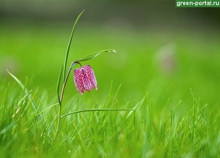 Floare într-o cutie