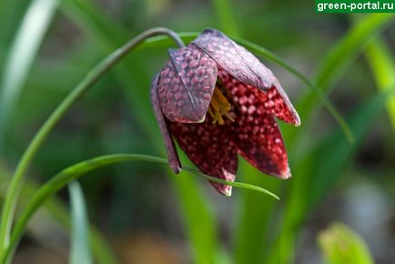 Floare într-o cutie