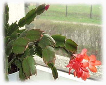 Квітка декабрист догляд в домашніх умовах, фото шлюмбергера