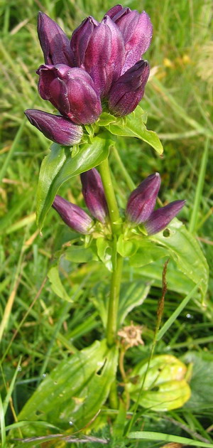 Gentian flori sau gentian flori imagini și descrierea de cultivare