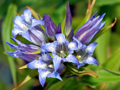 Gentian flori sau gentian flori imagini și descrierea de cultivare