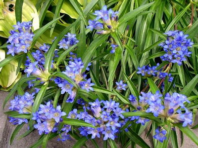 Gentian flori sau gentian flori imagini și descrierea de cultivare