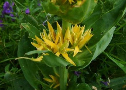 Квітка гентіана або тирлич фото квітів і опис вирощування