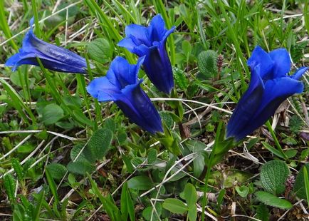 Gentian flori sau gentian flori imagini și descrierea de cultivare