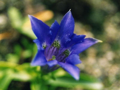 Gentian flori sau gentian flori imagini și descrierea de cultivare