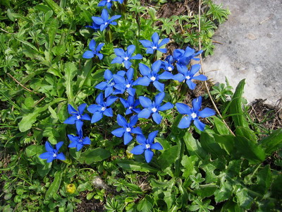 Gentian flori sau gentian flori imagini și descrierea de cultivare