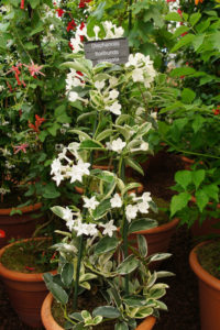 Flori stephanotis îngrijire la domiciliu, reproducere, tăiere